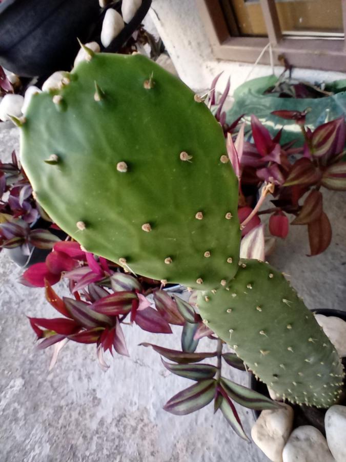 Casa Cantares Guanajuato Eksteriør bilde